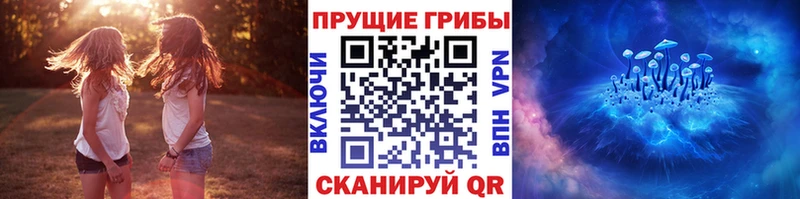 как найти   Верхняя Пышма  Псилоцибиновые грибы Psilocybe 